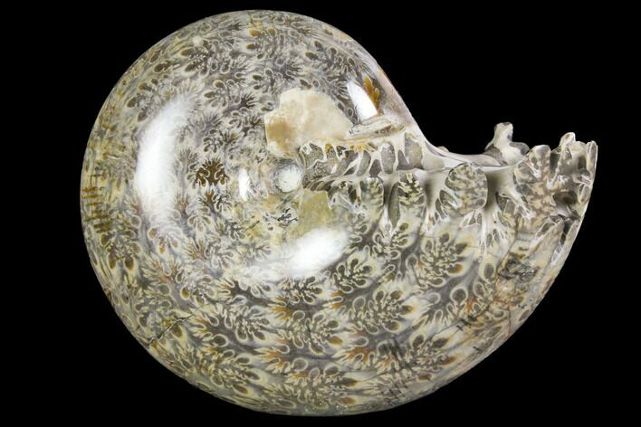 Polished, Agatized Ammonite (Phylloceras?) - Madagascar #149186